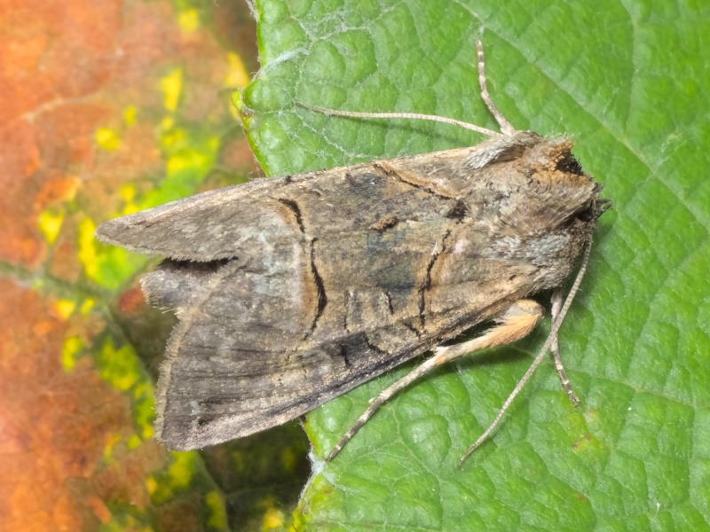 Lepidoptera